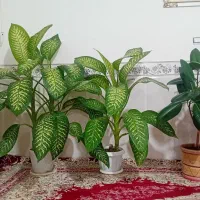 گل طبیعی|گل و گیاه طبیعی|زنجانرود, |دیوار