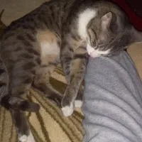 نگهداری از گربه سرپرستی از گربه