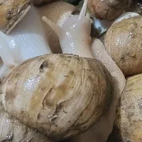 حلزون اچاتینا پرورشی