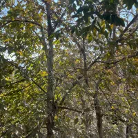 ۲۳۰ متر زمین با جواز