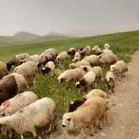 ۲۲راس میش بره تمیز