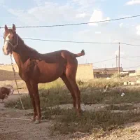 کره اسب آل