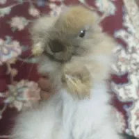 خرگوش لوپی خانگی