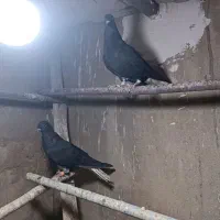 جوانه مایدم