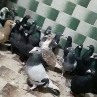 کفترالمانی وکفتر تهرانی ازبیرجند