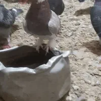 ماده کرکرو وزد