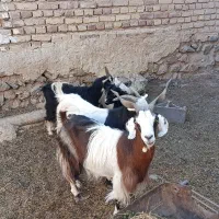 بز و میش و بره در کاشان