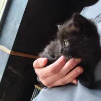 بچه گربه مشکی dsh واگذاری