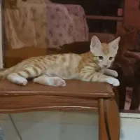 ۳عدد بچه گربه