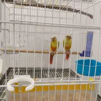طوطی سانچیک ماده ،گرینچیک