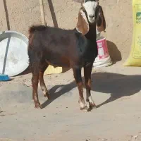 بزغاله نر فروشی