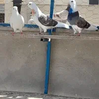 کبوتر ابلغ و هما