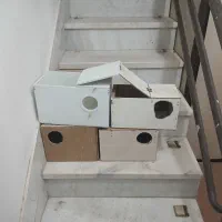 لانه عروس هلندی کوتوله بزریلی مرغ عشق فنچ نرگسی