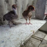 جوجه گلپایگان ۱۸ روزه ساده کاکلی
