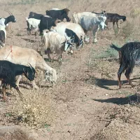 فروش بز و بزغاله داشتی