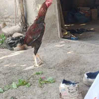 خروس لاری