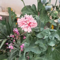 باغبانی