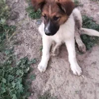 سگ پژدر|سگ|نهاوند, |دیوار
