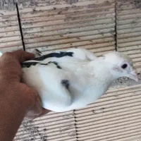 کبوتر