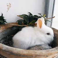 بچه خرگوش ناز