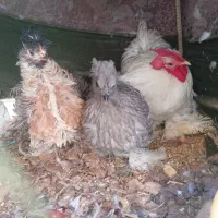 تخم مرغ نطفه دار گوشین ایام سمانی اندونزی وغیر