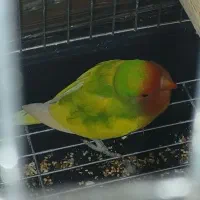 طوطی برزیلی نر و ماده