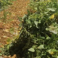 کاه لوبیا فروشی