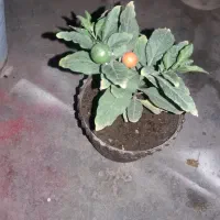 درخت تزئینی گیلاس در حال رشد هر کدام ۲۰۰۰۰۰