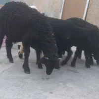 ۵عدد بره برای پروار نگه داشتن جفت فروشی دارم