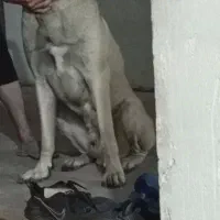 سرابی 23ماهه نر
