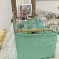 طوطی برزیلی