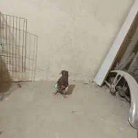 کبوتر|پرنده|ایوانکی, |دیوار