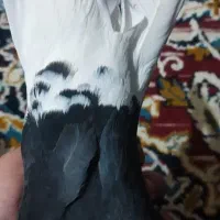 کفتر