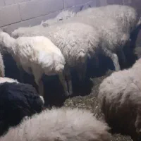 گوسفند نر بره