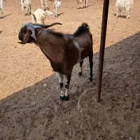 30ملیون|حیوانات مزرعه|حاجی آباد, |دیوار