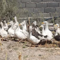 اردک کاکلی چاق