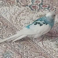 مرغ عشق نر