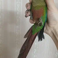 گرینچیک یلوساید رد