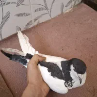 کفتر