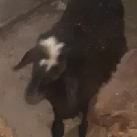 بره چاق.ماده