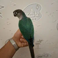 گرینچیک تراکوییس یلوساید