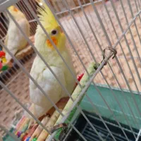 جوجه عروس هلندی