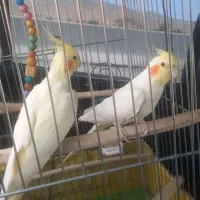 عروس هلندی