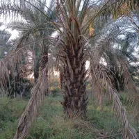 بریدن نخل رایگان با اره بنزینی