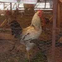 خروس جوان