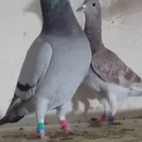 دوبر ماده