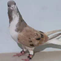 ساده هفت‌رنگ