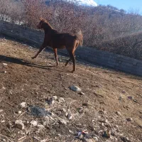 با سلام مادیون سر حال