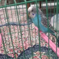 مرغ عشق
