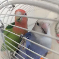 یک جفت کوتوله برزیلی با قفس و لوازم